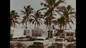 Palm Trees Vintage GIF by US National Archives