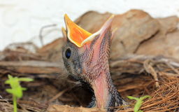 baby-birds-nest-mouths-open-45586078.jpg